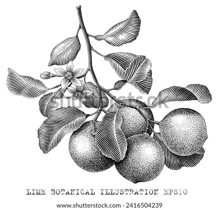 Lime fruit botanical illustration vintage engraving style black and white clip art Royalty-Free Stock Photo #2416504239