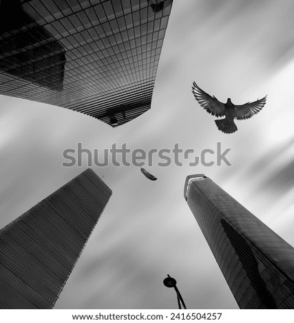 The viewer looks up and watches a cityscape of three tall skyscrapers and a flying dove drops its feather - a symbol of peace and hope. Dramatic black and white photo.