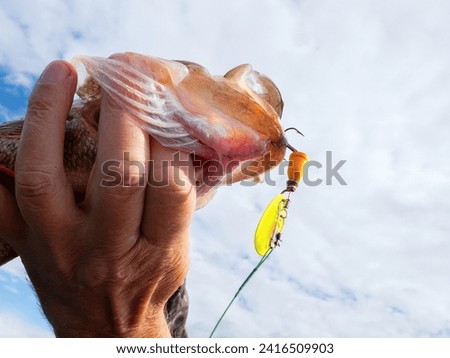 Trophy fishing. This European Perch (rivers perch) weighing 1.2 kilograms was caught spinning in the northern lake. Toothy mouth of a predatory fish Royalty-Free Stock Photo #2416509903