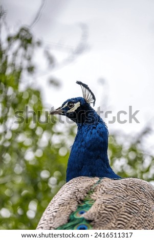 Majestic Indian Peafowl (Pavo cristatus) displaying its vibrant plumage in the rich landscapes of India. A breathtaking sight, capturing the allure of this iconic bird in its native habitat.