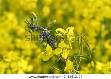 rapeseed plant invaded by aphids