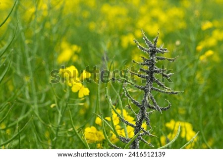 rapeseed plant invaded by aphids Royalty-Free Stock Photo #2416512139