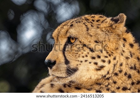 LOSE UP HEAD SHOT OF A CHEETAH IN ITS ENCLOSURE AT A ZOO WITH A BLURRY BACKGROUND AND NICE EYE