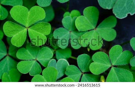 Clover Leaves for Green background with three-leaved shamrocks. st patrick's day background, holiday symbol, Earth Day