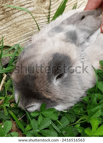 cute grey white ram rabbit
