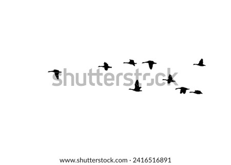 Black and white high key silhouettes of geese in flight Royalty-Free Stock Photo #2416516891