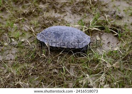 Turtle on the grass in winter