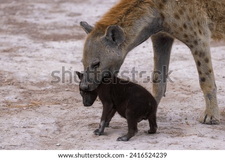 hyena cub with its mother