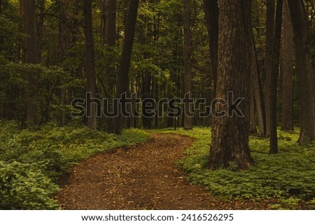 A winding path through the forest. The road is along an alley with tall trees. The road through the green alley.