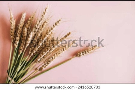 monochrome photography. ears of wheat lie on a pink background with a bouquet. view from top. banner. space for text