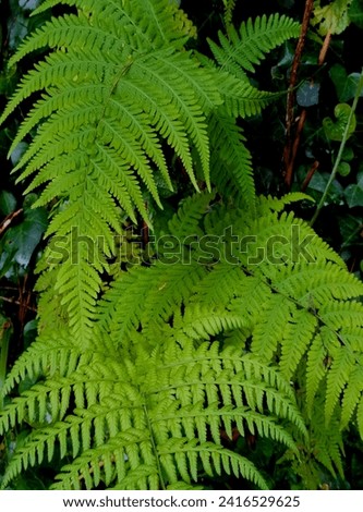 Photo ferns, are vascular plants members of the pteridophyte taxon.  They have vascular tissues, true leaves, reproduce through spores and do not produce seeds or flowers. Royalty-Free Stock Photo #2416529625