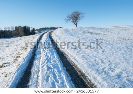 landscape tree in a field in winter and road, real photography