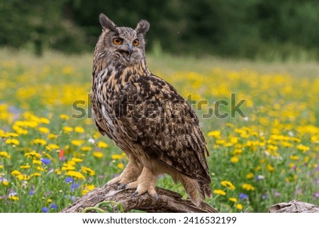 Eagle owl  (Bubo bubo) perched close-up