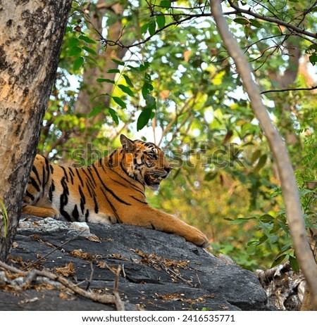 Right face of tiger sitting on rock