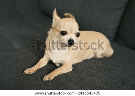 Funny mini chihuahua dog laying on black sofa
