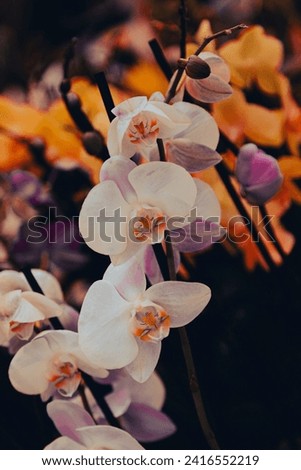 Elegant orchids in bloom, with a vivid backdrop of blended autumnal hues