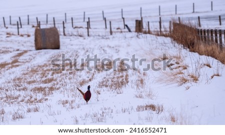 Pheasant in the farm snow field. Scottish Highlands.