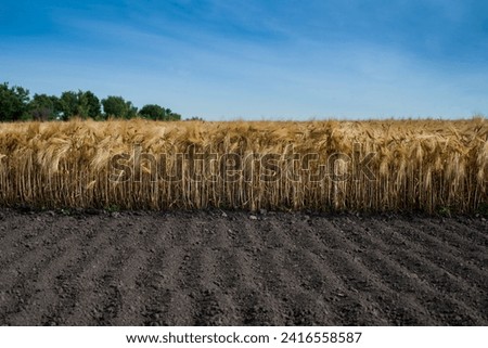 a field of ripe ears of grain, and a cultivated part of the soil in the foreground