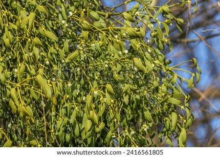 Mistletoe is a small semi-parasitic evergreen shrub which forms large spherical balls up to 1m wide in the tops of trees. Mistletoe leaves, stems and berries are all poisonous. 