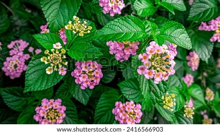 Tantani - forest flowers! Junglee plants, Lantana camara (common lantana) is a species of flowering plant within the verbena family (Verbenaceae), native to the American tropics.
 Royalty-Free Stock Photo #2416566903