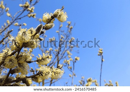 Delicate willow flowers on a background of blue sky, spring floral arrangement, banner with place for text. Holiday concept and greeting card for Easter, selective focus