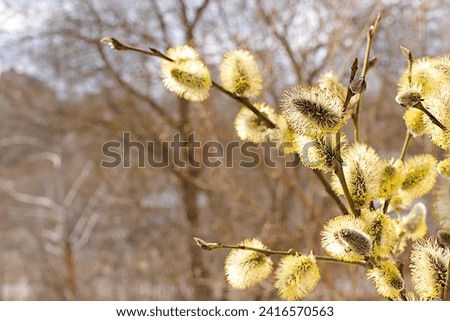 Delicate willow flowers on the background of the April forest, spring floral arrangement, banner with place for text. Holiday concept and greeting card for Easter, selective focus