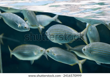 fish with longitudinal stripes swimming in the water