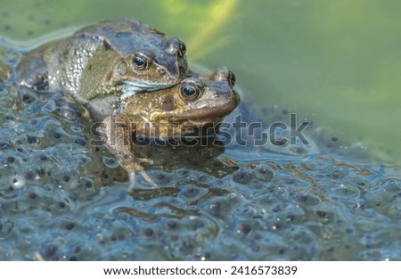 Frogs.  Two common garden frogs.Scientific name: Rana Temporaria, mating in a garden pond, surrounded by frogspawn.  First signs of Spring. Facing right,  Blurred background.  Horizontal. Copyspace Royalty-Free Stock Photo #2416573839