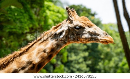 Wild Giraffe in the Zoo. Closeup picture