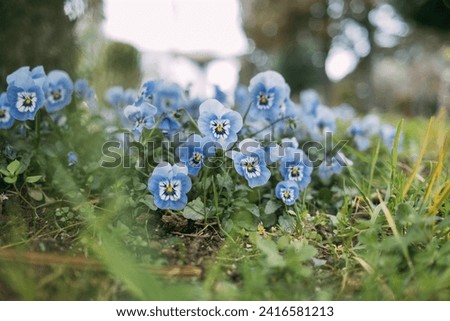  Blue pansy flowers, viola plant in a spring meadow. High quality photo