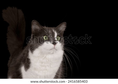 Cat portrait on black background with room for quote