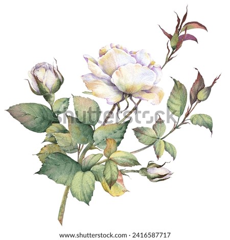 White rose flower branches. Isolated design element. Botanical hand drawn watercolor illustration.