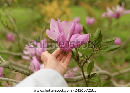 A woman's hand touches a magnolia flower on a tree