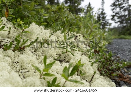 Reindeer moss, deer moss, or caribou moss (Cladonia rangiferina), a white lichen found primarily in alpine tundra, it is extremely cold-hardy. An important food for reindeer (caribou). Soft when wet. Royalty-Free Stock Photo #2416601459