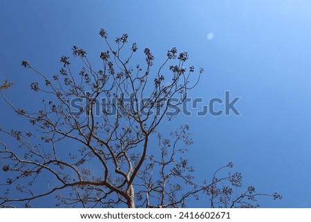Silhouette of a tree. Low angle view of bare branches with wild fruits on trees against blue sky in background with copy space. Selective focus