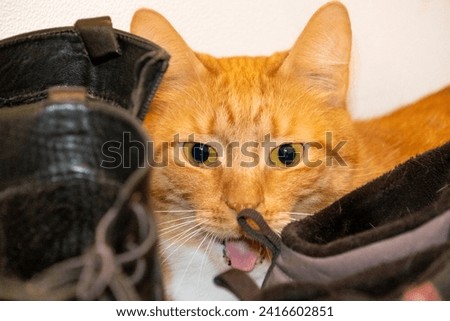 Ginger cat hiding among shoes