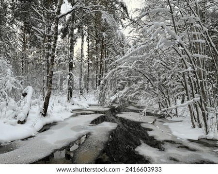 Winter wonderland in a woods