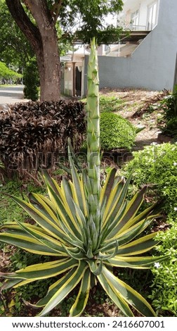 prospective flowers from the agave plant