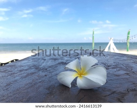 white frangipani flowers On the background of the beach and sky