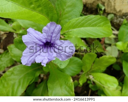 Ruellia tuberosa or mexican petunia flowers. Purple wildflowers in bloom.