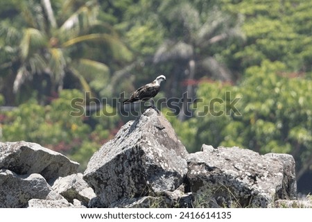 Eastern Osprey perched on a rock in natural environment