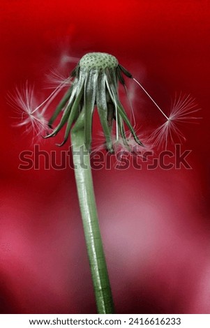 Dandelion pictured losing its seeds