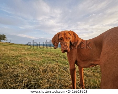 Hungarian vizsla, cute dog poses on the meadow under a beautiful sky