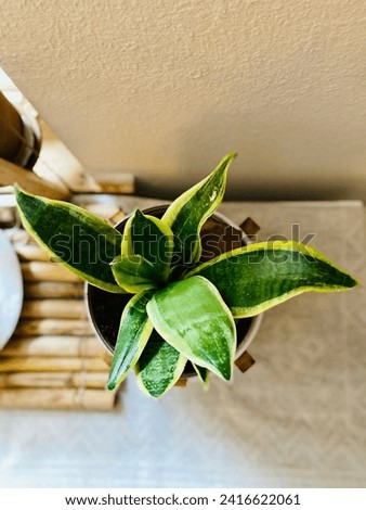 Snake plant indoor potted plant