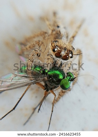 louse jumping spider grabbed a green fly on its mouth