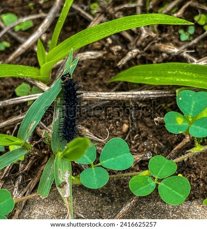 black and blue caterpillar feeding on leaf outdoors
