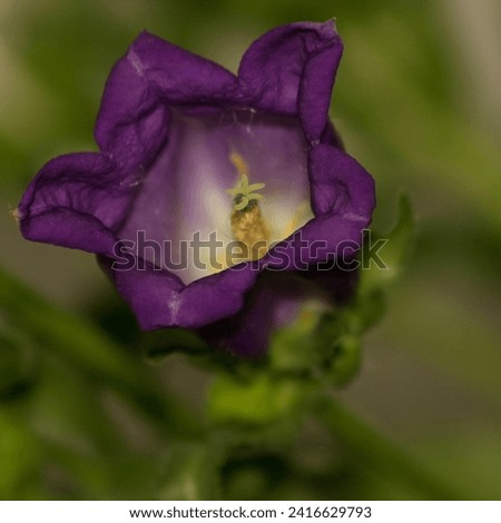A purple and yellow flower