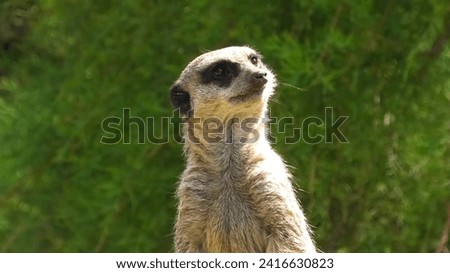 meerkat close up stock photo