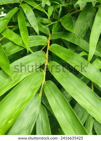 Fargesia robusta, or Clumping Bamboo, showcases slender green leaves with fine serrations along the edges. Its elegant and dense foliage makes it a captivating choice for landscaping. Royalty-Free Stock Photo #2416635425