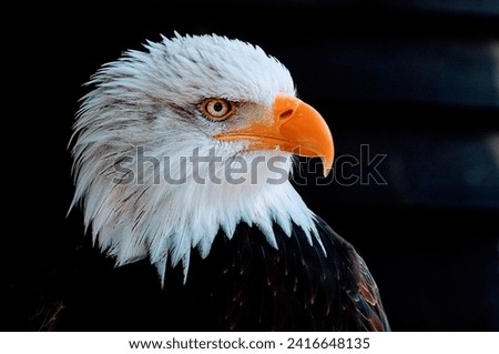 eagle photo object that looks scary